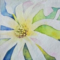 Aquarellbild einer weissen Pfingstrose vor blauem Hintergrund